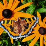 jenna riddell - @riddellembroidery - Instagram