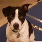 Jenna Shields - @mygretaisagreatdog - Instagram