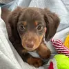 slinky the weeny - @jennastahlgren - TikTok