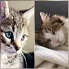 JennaTodd - @jennatoddbepjgsll - TikTok