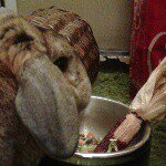 Jenni May - @mr_hoppins - Instagram