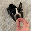 Jenni May - @ollieanimalplanet - TikTok