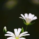 Jane Gilbert - Facebook