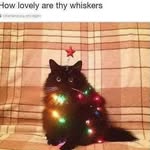 Jennie Rees - @betwixtarock - Instagram