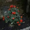 Jennie Watson - @jennie.watson0 - TikTok