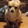 Jennifer Angelo - @jenniferangelo27 - TikTok