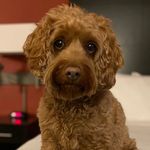 Jennifer Angus - @pippythecockapoo - Instagram
