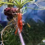 Jennifer | Fish Ark Exotics - @fisharkexotics - Instagram