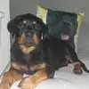 Rottweiler Scheina - @jenniferbartl - TikTok
