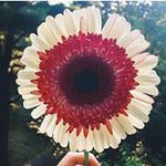 Jennifer Baty Peterson - @jenn_thru_the_lens - Instagram