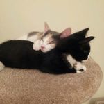 Jennifer Baynes - @jjbaynes - Instagram