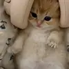 Jennifer Ironbear - @jennifer.ironbear2 - TikTok