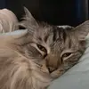 jenniferbever7 - @blazedacat1 - TikTok
