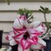 Jennifer Beveridge - Facebook