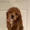 Bella🐶the cockapoo - @jenniferblitz - TikTok