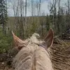 jenniferboren1 - @loulowin - TikTok