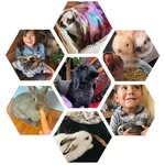 Jennifer Bourassa - @humanizoo - Instagram