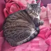 Jennifer Boyens - @jenniferboyens - TikTok