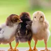 Jennifer Caban - @yourbackyard.homestead - TikTok