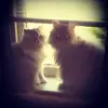 jennifercady - @jennifercady - TikTok