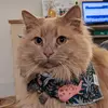 Mr Brian - @jenniferchu - TikTok