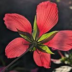 Jennifer McCollum - @jennifer.mccollum.52 - Instagram