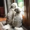 jennifercolucci8 - @jennifer.colucci3 - TikTok