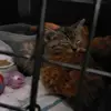 jennifercomeau731 - @jennifercomeau731 - TikTok