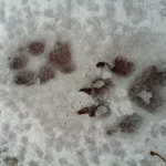 Jennifer Cornwall - @jentech - Instagram