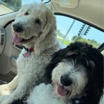 Jennifer Corwin - @ringojc - Instagram