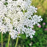Jennifer Demarest Campbell - @walking_in_wildflowers - Instagram