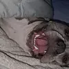 Jennifer Devoe - @2beautifulbullies - TikTok