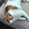 Jennifer Dippel - @jenniferdippel1 - TikTok