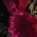 Jenifer Doster - Facebook