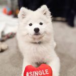 Jennifer Eisen - @kodithegoodestboy - Instagram