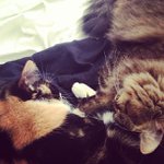Jennifer Gerhardt - @storyptaris - Instagram