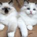 Clason Jenifer - Facebook