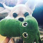 Jennifer Glisson - @snickersworldarkansas - Instagram