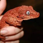 Jennifer Tack-Glöckner - @fairy_tale_geckos - Instagram