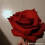 Jennifer Guay - @guay3512 - Instagram