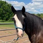 Jennifer Huskisson - @solly_the_cob - Instagram