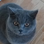 Anabel Nurmine - @jennifer_kass_cat - Instagram