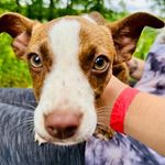 Jennifer Keesee - @mamabeespetrescue - Instagram