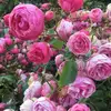 jenniferkeizer135 - @jenniferkeizer135 - TikTok