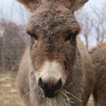 Jennifer Kelch - @kenningandclover - Instagram