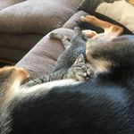 Jennifer LaRock Wilson - @leo_mac_norman_adventures - Instagram