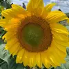 jenniferledet657 - @jenniferledet657 - TikTok