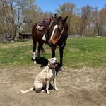 Jennifer LeMay - @luvmeluvmyhorse - Instagram