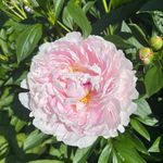 Jennifer Luff Mitchell - @ctgardennerd - Instagram