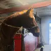 Lily - @jenniferlundmark8 - TikTok